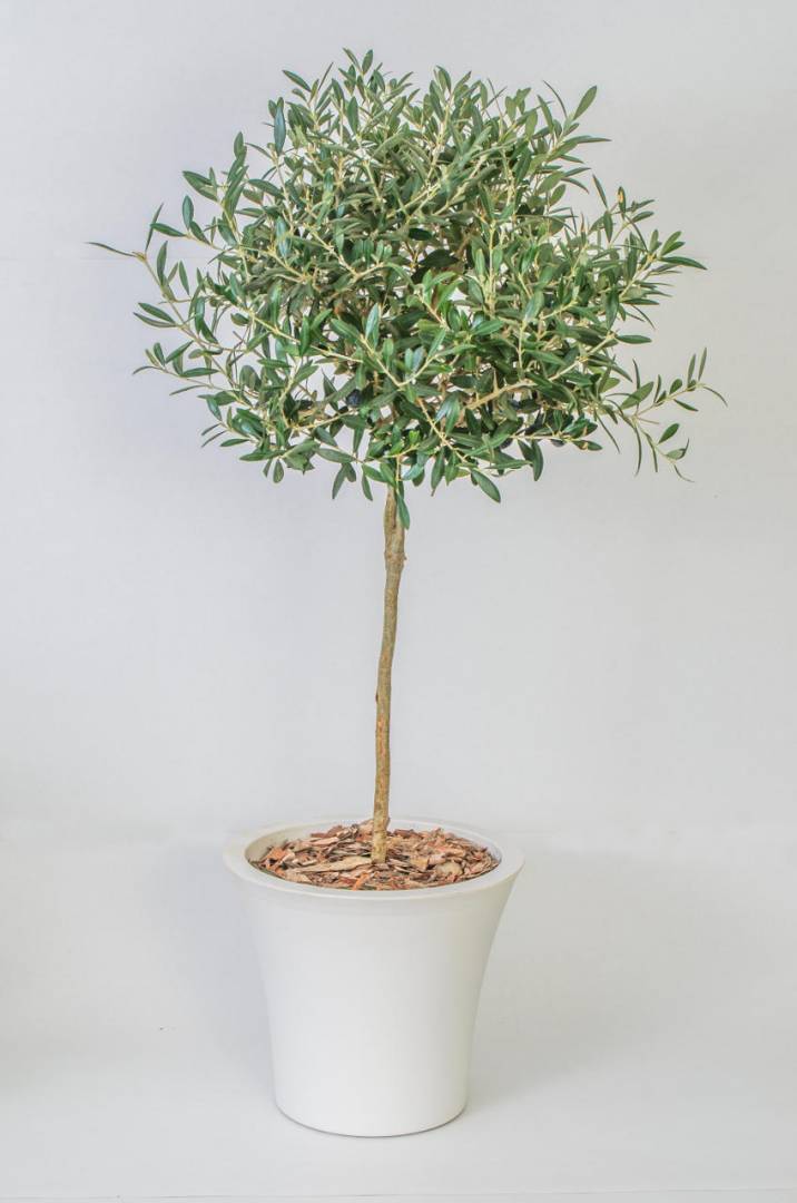 Olive tree in white pot