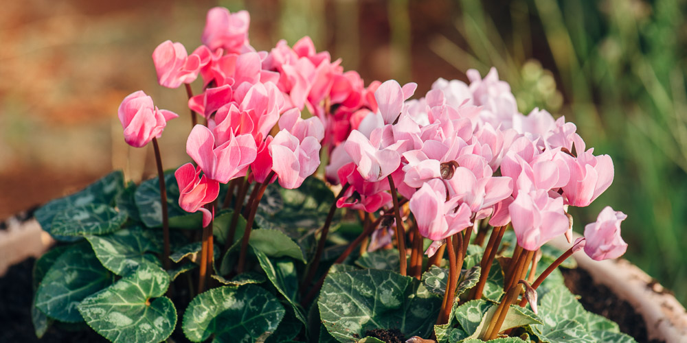 Basic care for the cyclamen