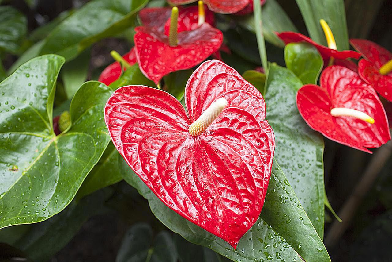 Basic care for the Anthurium