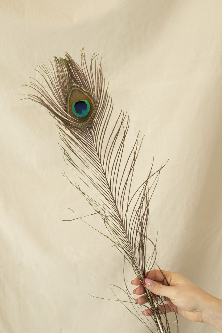 PEACOCK FEATHER